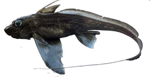 Chimaera monstrosa_07.jpg
